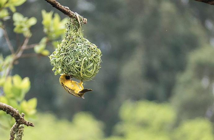 Un « filet de sécurité mondial » pour inverser la perte de biodiversité et stabiliser le climat de la Terre