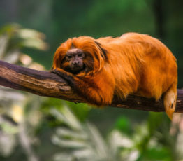 Rareté écologique des oiseaux et des mammifères terrestres : la double peine