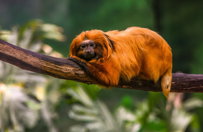 [Communiqué] Rareté écologique des oiseaux et des mammifères terrestres : la double peine