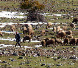 #ScienceDurable – Combiner les politiques agricoles de réduction des émissions de gaz à effet de serre pour concilier biodiversité et sécurité alimentaire