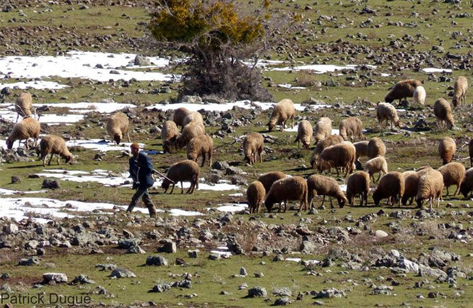 #ScienceDurable – Combiner les politiques agricoles de réduction des émissions de gaz à effet de serre pour concilier biodiversité et sécurité alimentaire