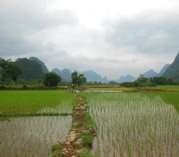 #ScienceDurable – Le mystère du riz éternel révélé