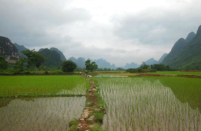 #ScienceDurable – Le mystère du riz éternel révélé