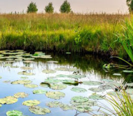 Webinaire sur l’appel à projets BiodivRestore “Conservation et restauration des écosystèmes dégradés et de leur biodiversité”