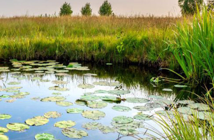 Webinaire sur l’appel à projets BiodivRestore “Conservation et restauration des écosystèmes dégradés et de leur biodiversité”