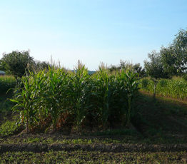 #ScienceDurable – L’agroécologie, l’agriculture de demain ?