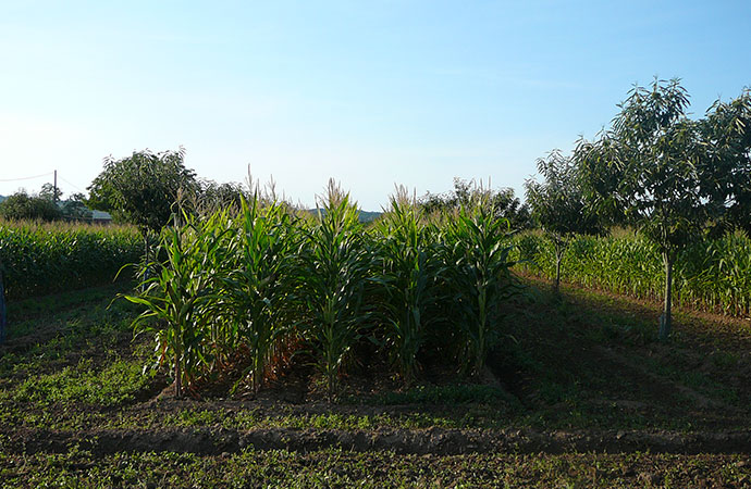 #ScienceDurable – L’agroécologie, l’agriculture de demain ?