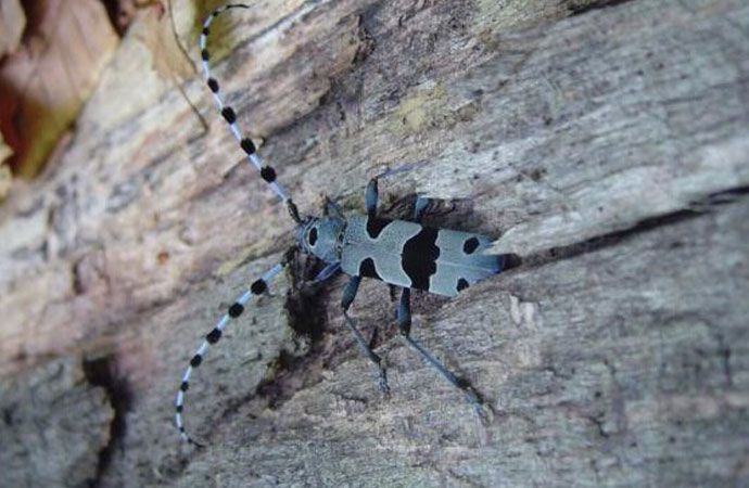 Impacts des activités humaines passées et présentes sur la biodiversité des forêts de montagne