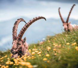 Bouquetins, brucellose et action publique : les apports de la science pour repenser les frontières entre biodiversité sauvage et activités humaines