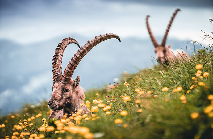 Bouquetins, brucellose et action publique : les apports de la science pour repenser les frontières entre biodiversité sauvage et activités humaines