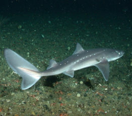 La diminution de la pêche en mer du Nord permet un regain des communautés de poissons