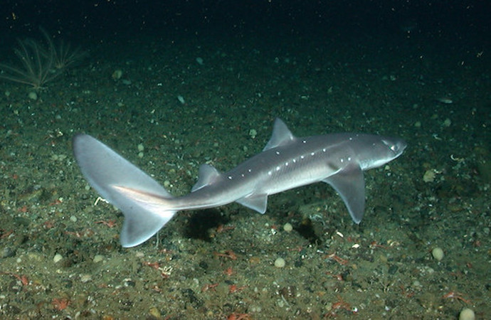 La diminution de la pêche en mer du Nord permet un regain des communautés de poissons