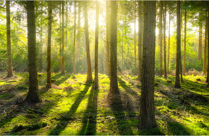 Comment développer les Obligations réelles environnementales (ORE) en France ?