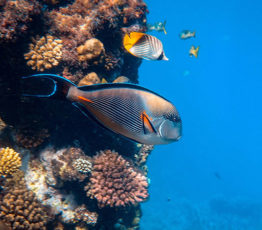 Les poissons récifaux assurent des rôles écologiques universels à travers les océans