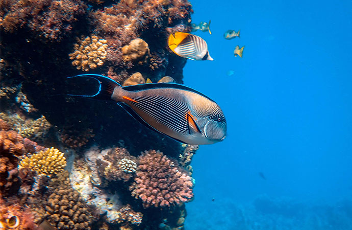 [Communiqué] Les poissons récifaux assurent des rôles écologiques universels à travers les océans