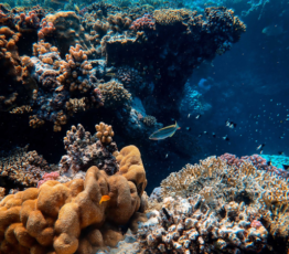 Protéger l’océan pour résoudre conjointement les crises du climat, de l’alimentation et de la biodiversité