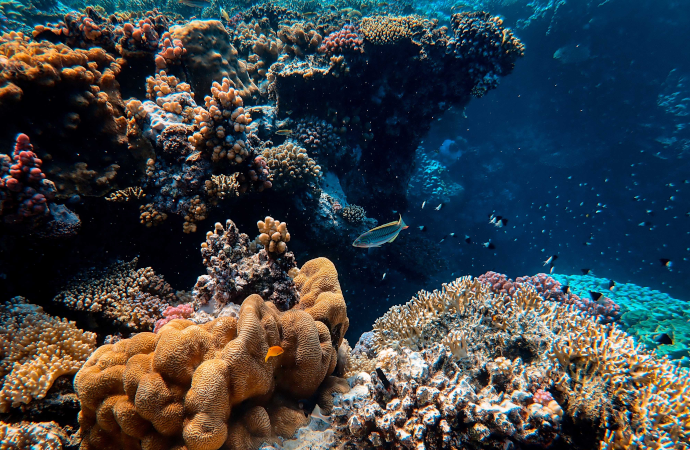 [Communiqué] Protéger l’océan pour résoudre conjointement les crises du climat, de l’alimentation et de la biodiversité