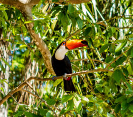 [Appel à projets SYNERGY FRB-Cesab / SinBiose / FAPESP / CEBA] La biodiversité néotropicale