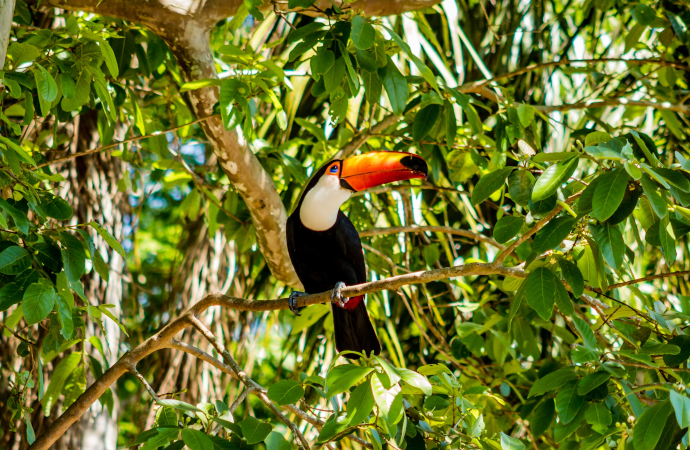 [Appel à projets SYNERGY FRB-Cesab / SinBiose / FAPESP / CEBA] La biodiversité néotropicale