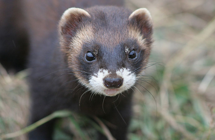 The polecat, this big outsider