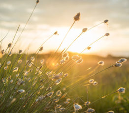 Quels choix en contexte de crise environnementale ?