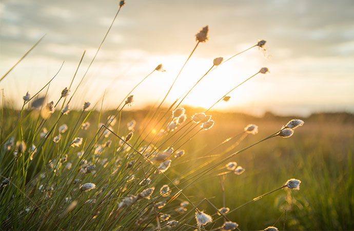 Quels choix en contexte de crise environnementale ?