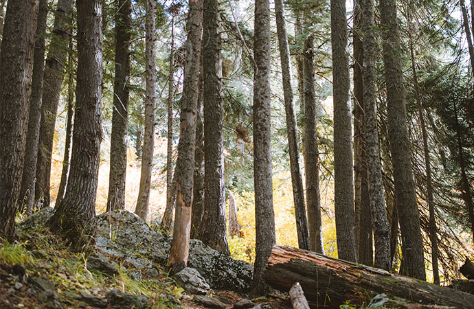 La taxation des forêts européennes : approche comparative