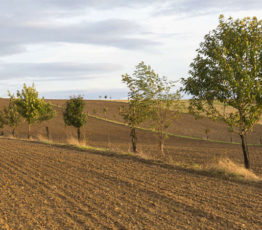 [Appel à projets de recherche] Systèmes agroforestiers, ressources en eau et changement climatique