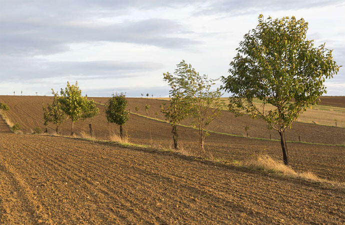 [Appel à projets de recherche] Systèmes agroforestiers, ressources en eau et changement climatique