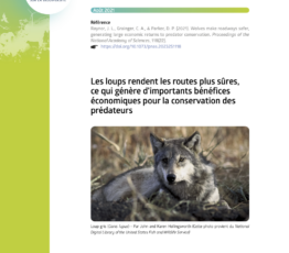 Les loups rendent les routes plus sûres, permettant d’importants bénéfices économiques