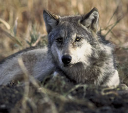 Les loups rendent les routes plus sûres, ce qui génère d’importants bénéfices économiques pour la conservation des prédateurs