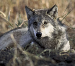 Les loups rendent les routes plus sûres, permettant d’importants bénéfices économiques