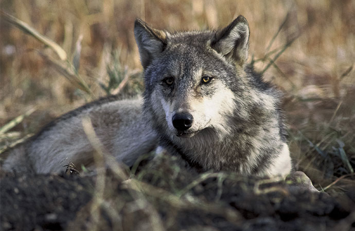 Les loups rendent les routes plus sûres, ce qui génère d’importants bénéfices économiques pour la conservation des prédateurs