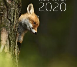 Rapport d’activité 2020