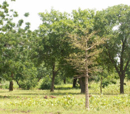 La régénération naturelle des paysages arborés : la meilleure stratégie pour lutter contre le changement climatique et restaurer les écosystèmes ?