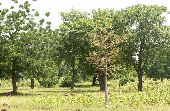 La régénération naturelle des paysages arborés : la meilleure stratégie pour lutter contre le changement climatique et restaurer les écosystèmes ?