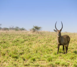 La conservation sur des espaces surdimensionnés et le déclin de la faune sauvage et du tourisme dans les savanes d’Afrique centrale