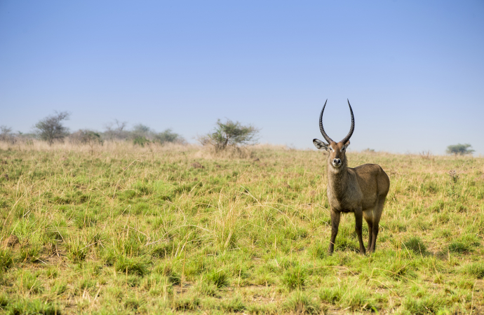 La conservation sur des espaces surdimensionnés et le déclin de la faune sauvage et du tourisme dans les savanes d’Afrique centrale