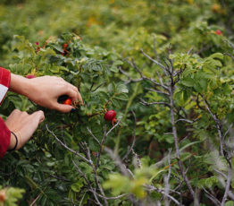 Le développement de la cueillette de plantes sauvages sur le territoire français : conditions et enjeux de la durabilité