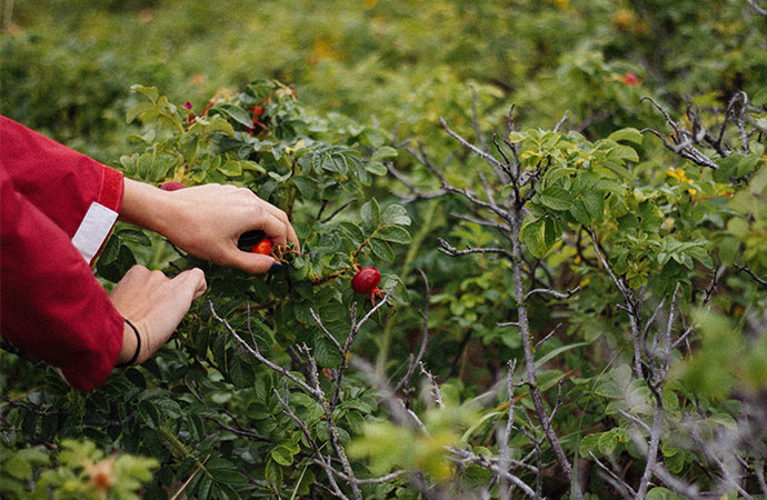 Le développement de la cueillette de plantes sauvages sur le territoire français : conditions et enjeux de la durabilité