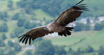 Réintroduction d’espèces sauvages et bénéfices pour les territoires : l’exemple de la réintroduction des vautours fauves dans les parcs naturels régionaux du Vercors et des Baronnies provençales