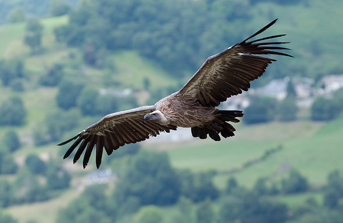 Réintroduction d’espèces sauvages et bénéfices pour les territoires : l’exemple de la réintroduction des vautours fauves dans les parcs naturels régionaux du Vercors et des Baronnies provençales