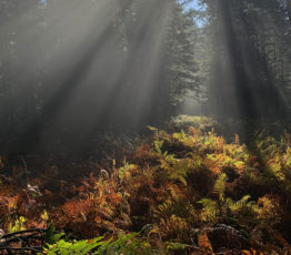 Redéfinir nos rapports à la nature pour mieux la conserver : entretien avec Frédéric Ducarme, chercheur en philosophie