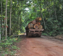 L’approvisionnement en bois venant des forêts guyanaises peut-il être durable ?