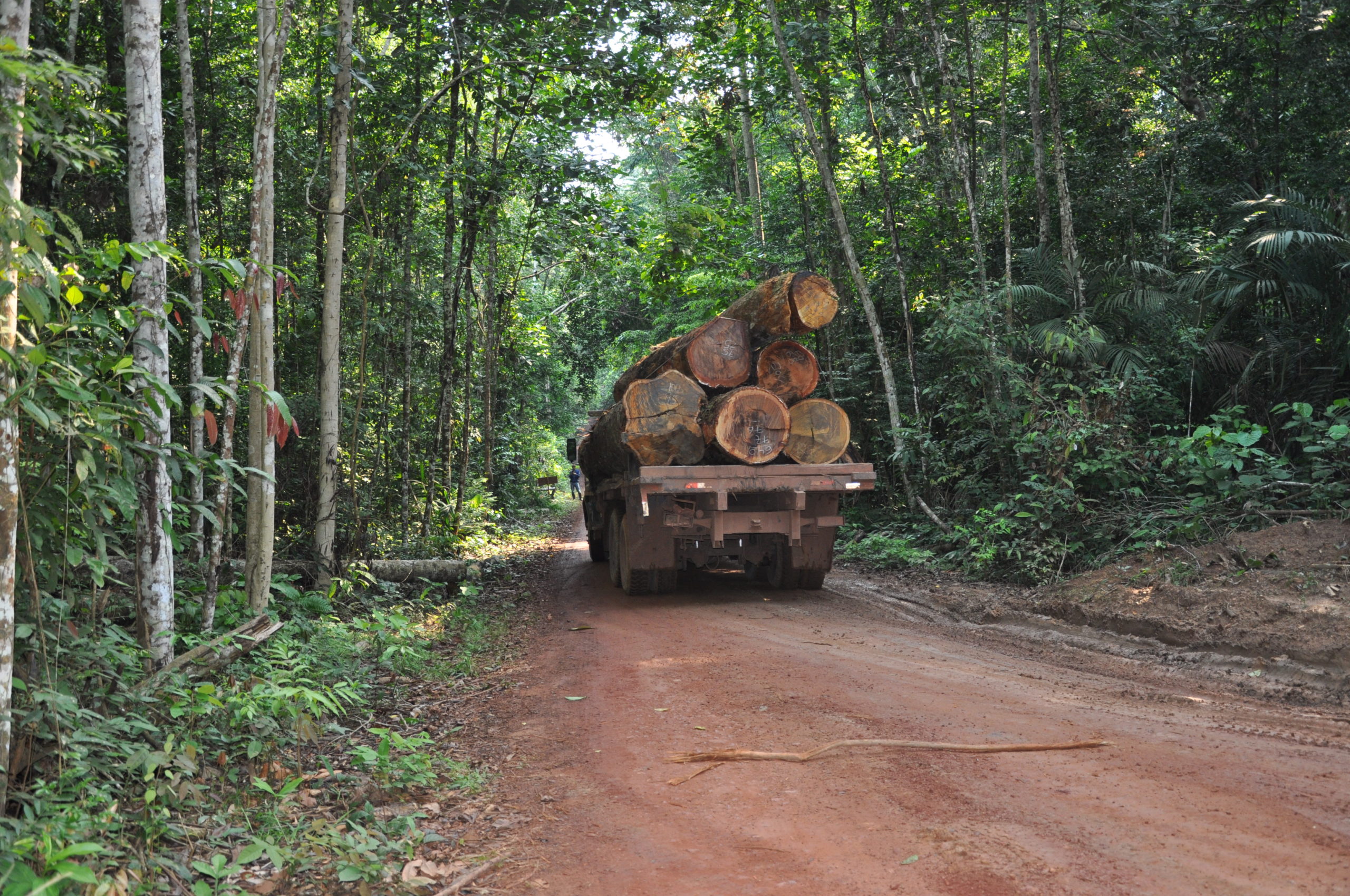 L’approvisionnement en bois venant des forêts guyanaises peut-il être durable ?