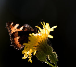 Modifions le cours de notre histoire commune avec la biodiversité