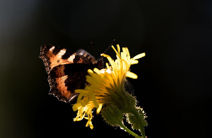 Modifions le cours de notre histoire commune avec la biodiversité