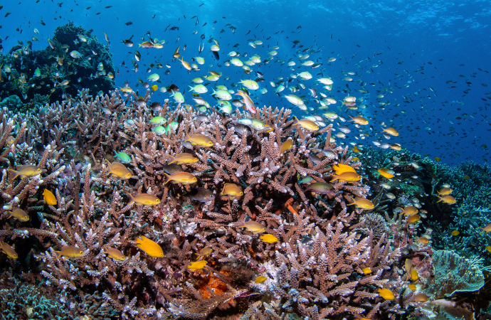 Les récifs coralliens cernés par les impacts anthropiques et les changements globaux