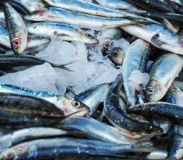 Penser l’écosystème pour rendre la pêche durable