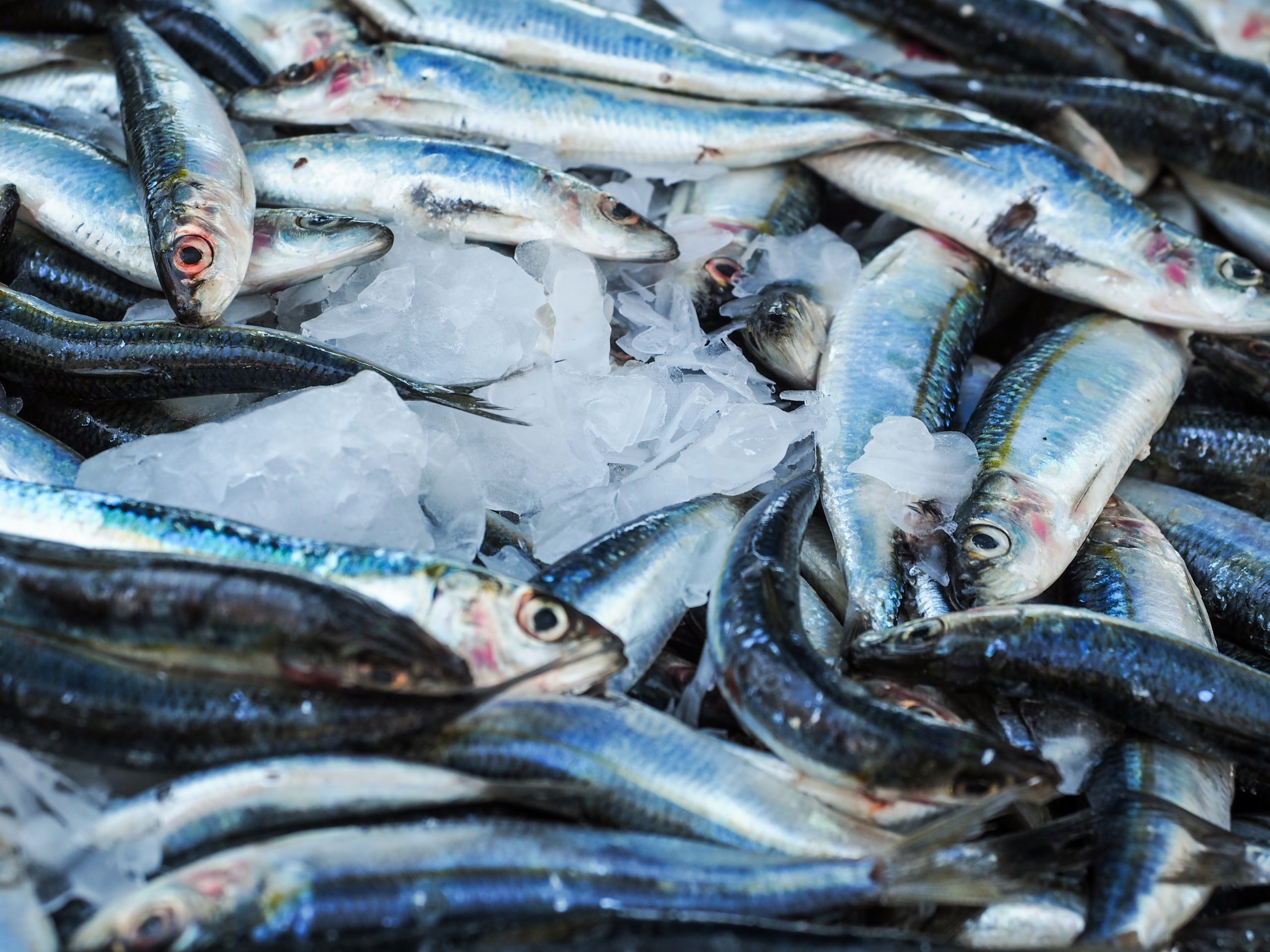 Penser l’écosystème pour rendre la pêche durable